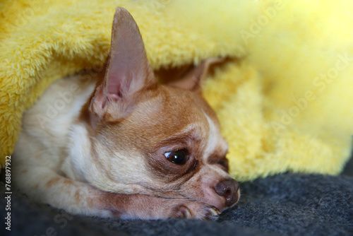 Funny chihuahua dog lying on the bed