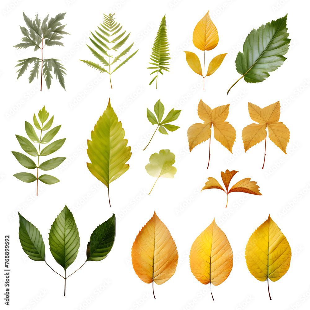 Obraz premium Set of tropical leaves Vector watercolor, variety, ornamental plants, transparent background
