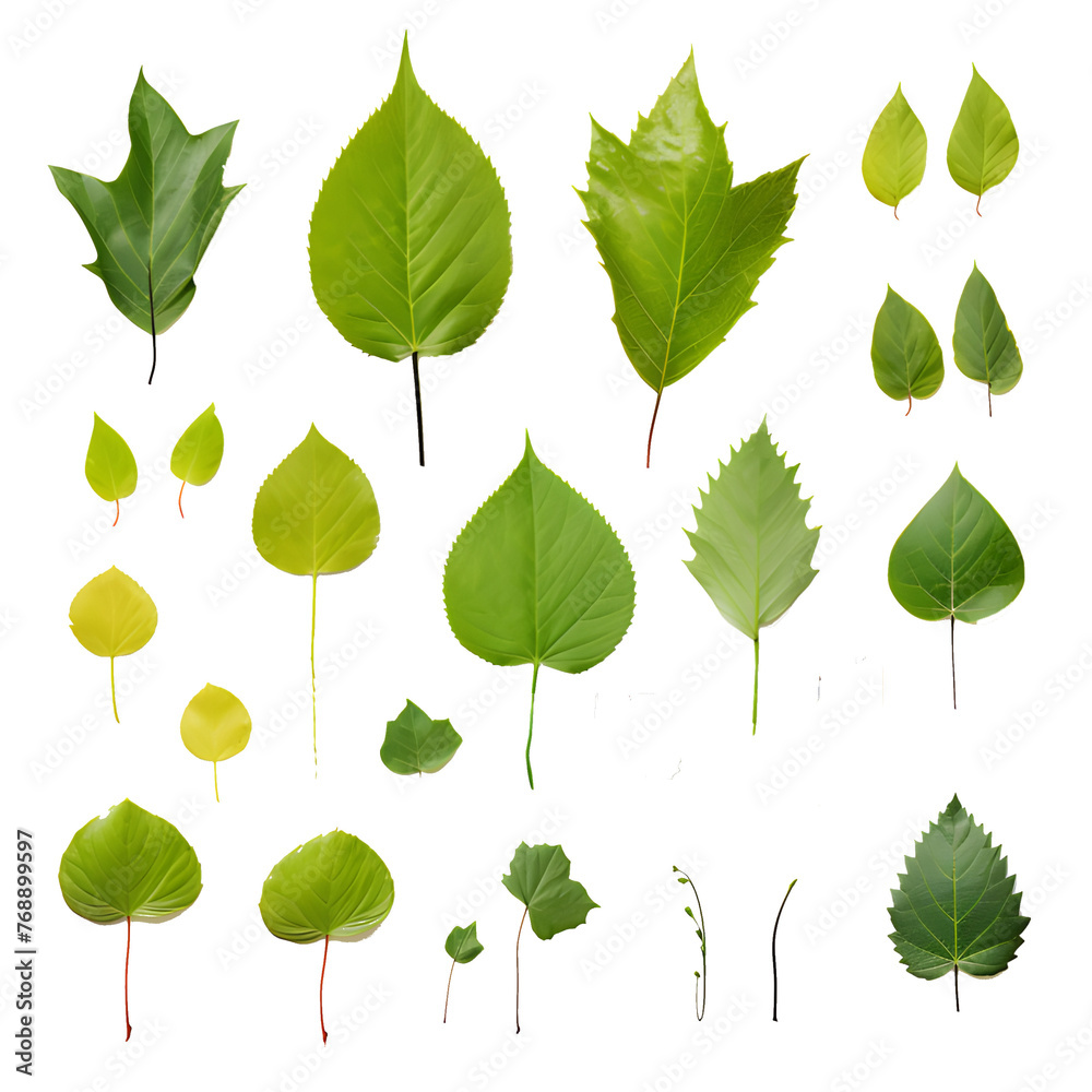 Set of tropical leaves Vector watercolor, variety, ornamental plants, transparent background