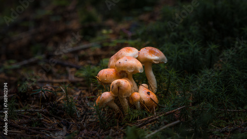 Nahaufnahme von Ziegelroter Schwefelkopf Pilz auf Moos Boden im Wald vor einem mit Moos bewachsenen Baumstumpf, Deutschland
