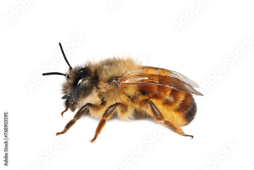 Red Mason Bee (Osmia bicornis), wild bee isolated on white background photo