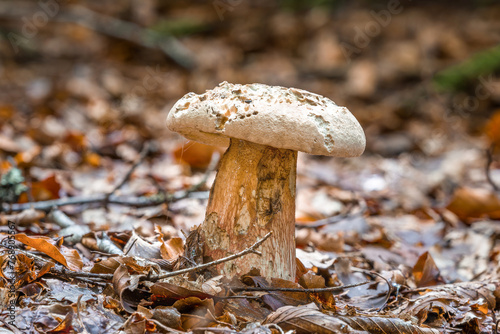 Nahaufnahme eines Bitter-Röhrling Pilz im Wald auf Moos Boden mit Kappe und Stil, Deutschland
