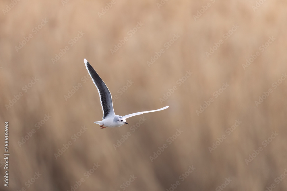The little gull (Hydrocoloeus minutus), gull belonging to the family Laridae The little gull (Hydrocoloeus minutus), gull belonging to the family Laridae