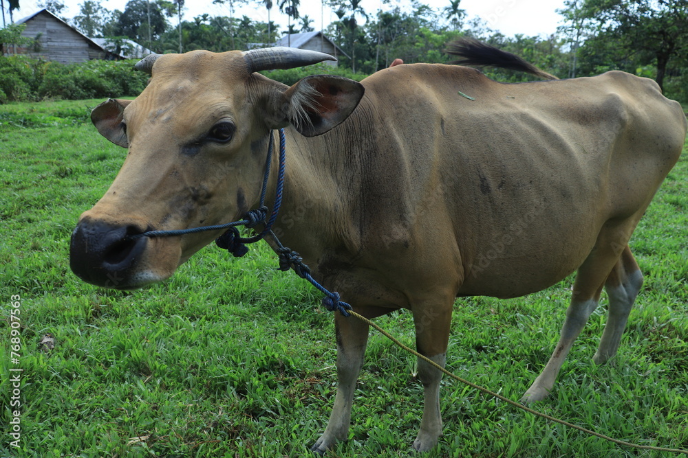 Bali cattle (Bos javanicus domesticus) which looks thin with bones that look protruding. Bali cattle (Bos javanicus domesticus) which looks thin with bones that look protruding.
