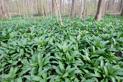 Wild garlic in the forest. Glade with growing bear's garlic.