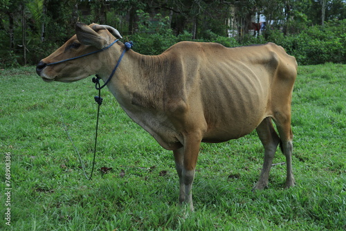 Bali cattle (Bos javanicus domesticus) which looks thin with bones that look protruding. © Riski