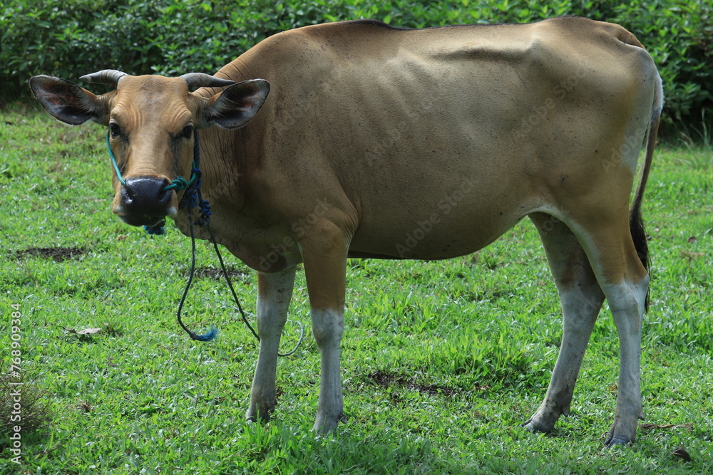 Bali cattle (Bos javanicus domesticus) which looks thin with bones that look protruding.