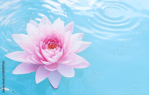 beautiful water lilly lotus flower on blue clear water