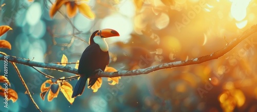Toucan bird perched on a tree in a tropical forest