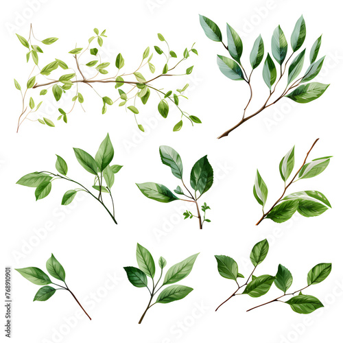 Set of creeping vines  branches and leaves  watercolor vector transparent background