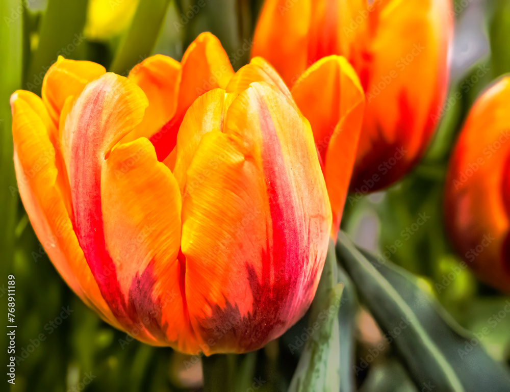 Fototapeta premium Soft Orange Tulips Close up