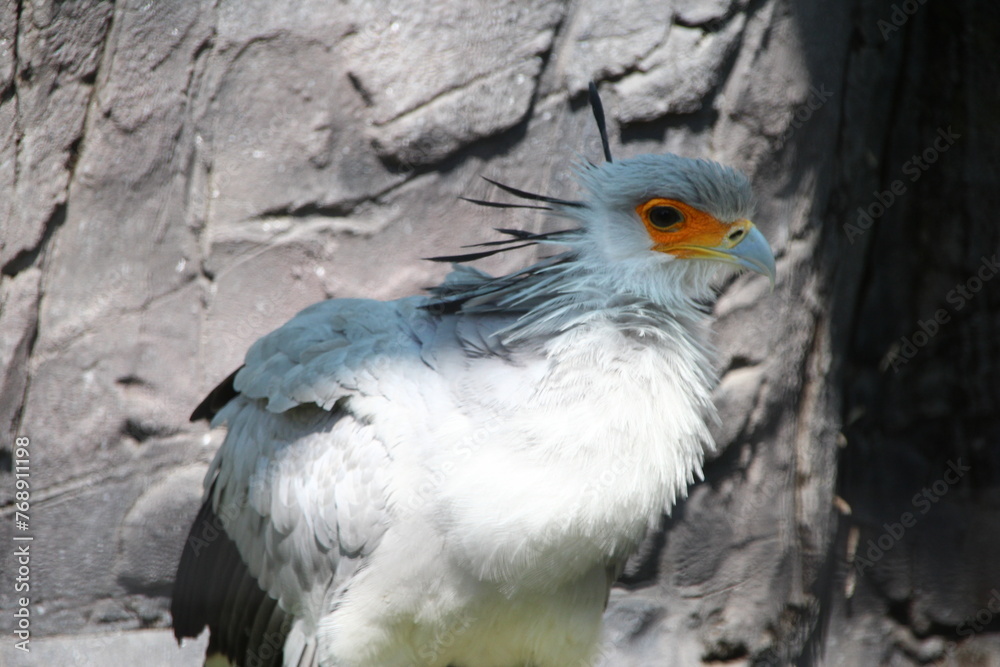 Fototapeta premium ヘビクイワシ