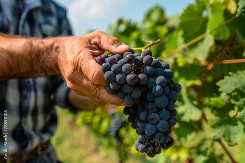 guide holding a grape bunch, explaining cultivation