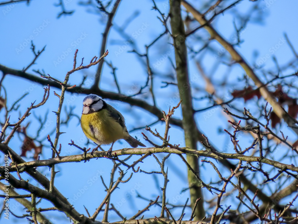 Blue tit Cyanistes Caeruleus perched in a tree with blue sky in the background