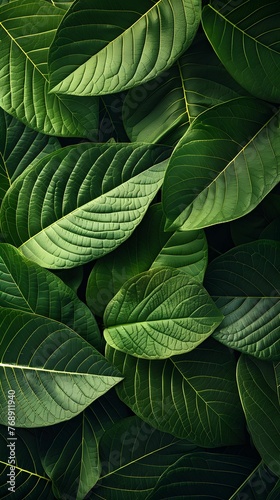 Textured Green Leaf Veins