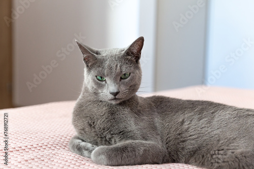 Grey beautiful cat at home. Green eyes, short hair. Breed cat. Close-up angle.