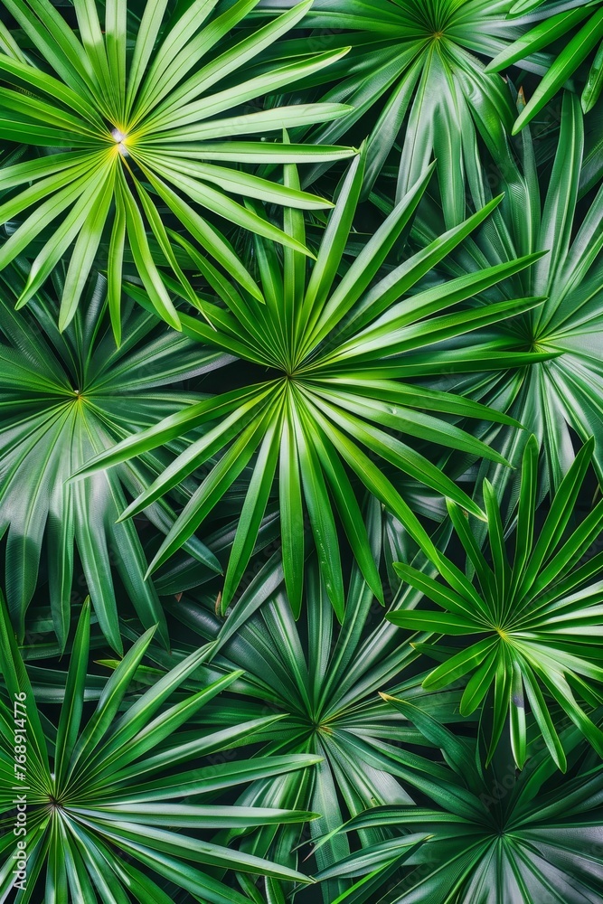 Exotic tropical forest with lush palm leaves and trees, wild plants panoramic wallpaper Exotic tropical forest with lush palm leaves and trees, wild plants panoramic wallpaper