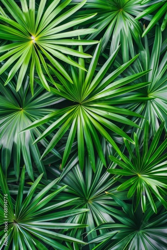 Exotic tropical forest with lush palm leaves and trees, wild plants   panoramic wallpaper © Andrei