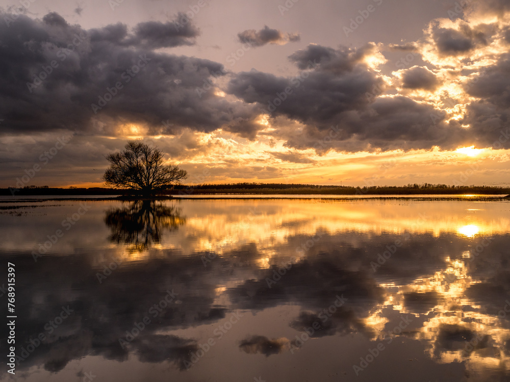 A lonely tree reflecting in the water against the background of the setting sun A lonely tree reflecting in the water against the background of the setting sun