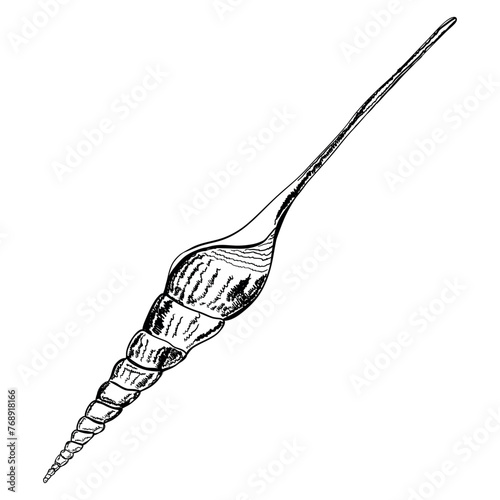 Seashell isolated on white. Modern creative line art graphics.Vector illustration.