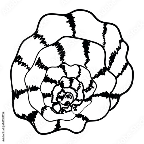 Seashell isolated on white. Modern creative line art graphics.Vector illustration.