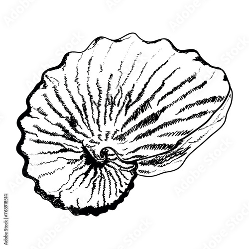 Seashell isolated on white. Modern creative line art graphics.Vector illustration.