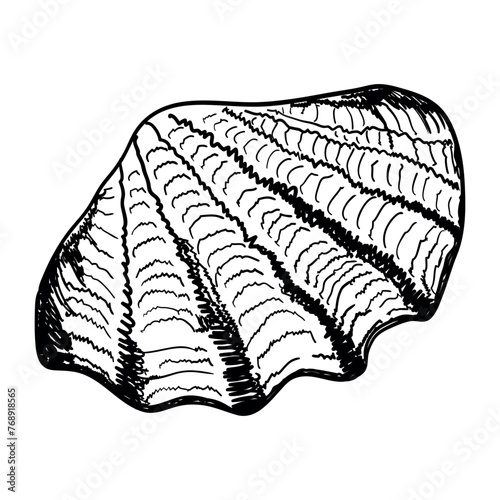 Seashell isolated on white. Modern creative line art graphics.Vector illustration.