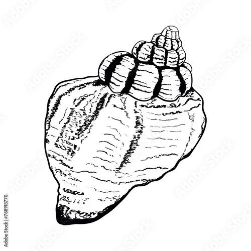 Seashell isolated on white. Modern creative line art graphics.Vector illustration.