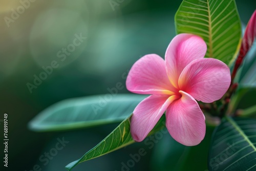 Macro photography of a magenta frangipani blossom on a shrub