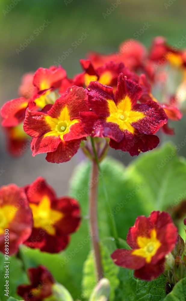 Primroses red and yellow flowers on bokeh garden background. Primulas closeup.