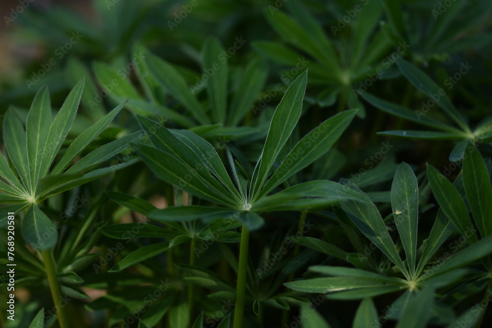 Spring green leaves of lupine (Lupinus polyphyllus) closeup, shadows leaves background. Spring green leaves of lupine (Lupinus polyphyllus) closeup, shadows leaves background.
