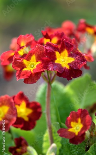 Primroses red and yellow flowers on bokeh garden background. Primulas closeup.