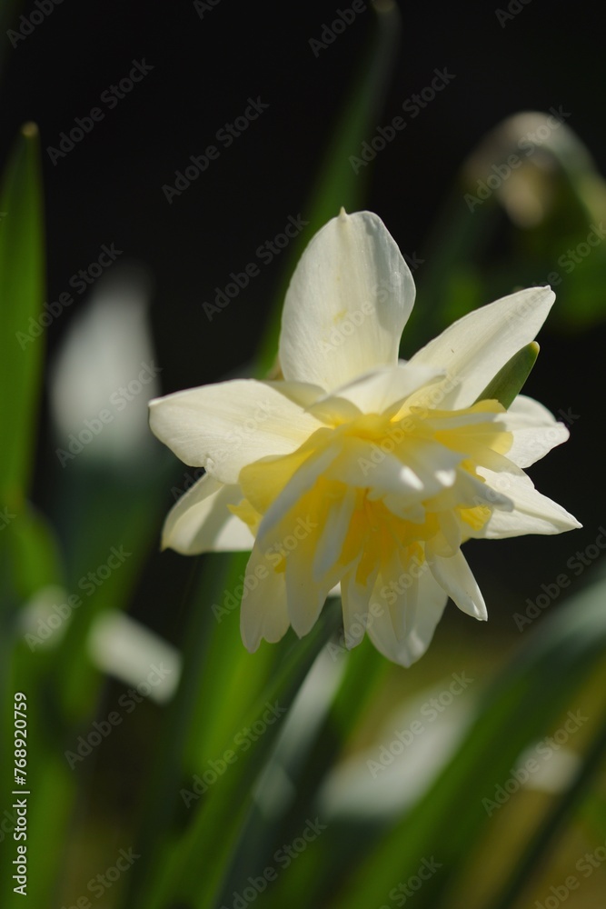 Fototapeta premium Daffodil yellow flower in sunshine on bokeh garden background, closeup of blooming narcissus in spring garden, selective focus, bokeh garden background.