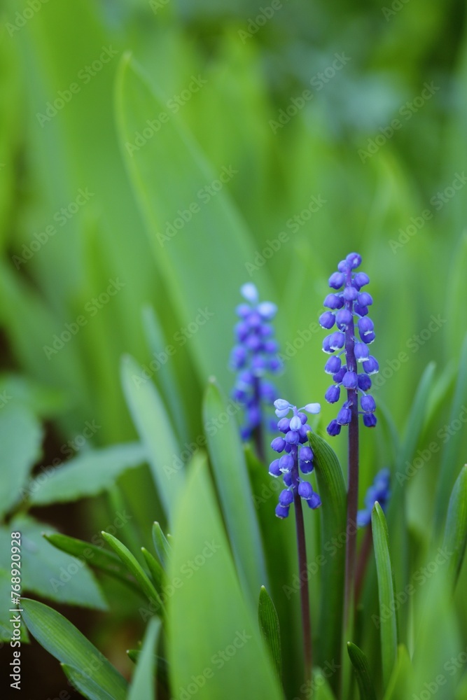 Muscari grape hyacinth blue flowers on bokeh green garden background, blue flowers spring garden background, selective focus. Muscari grape hyacinth blue flowers on bokeh green garden background, blue flowers spring garden background, selective focus.