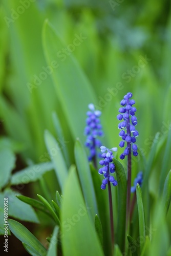 Muscari grape hyacinth blue flowers on bokeh green garden background, blue flowers spring garden background, selective focus.