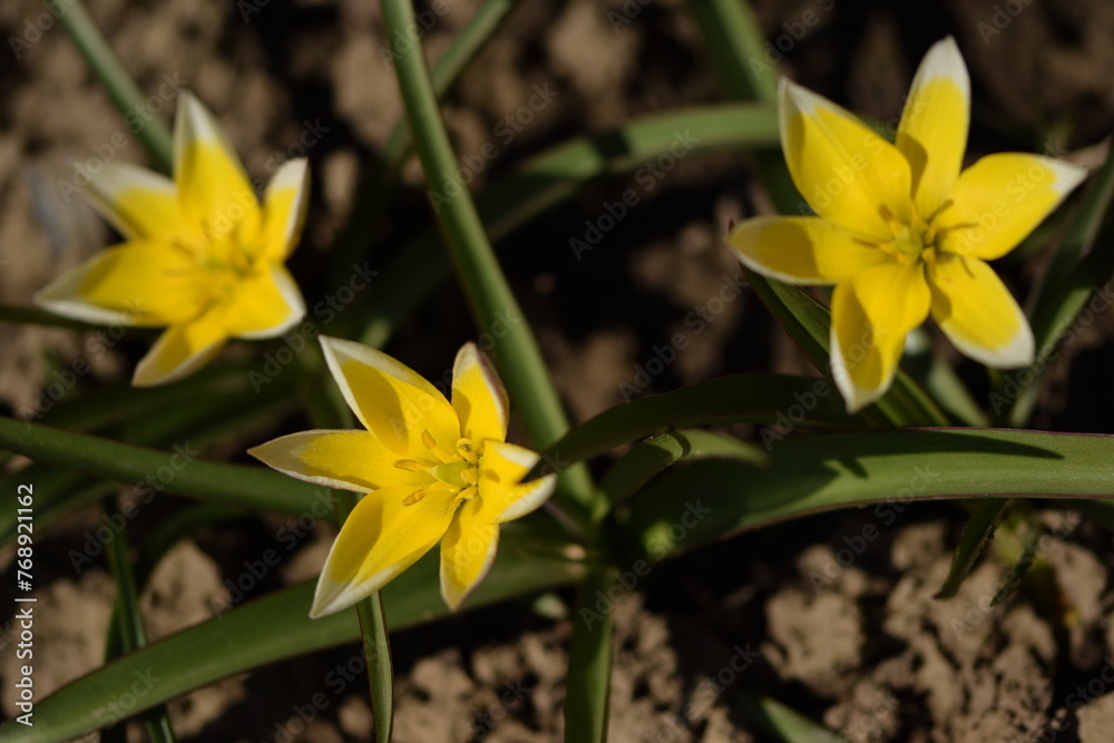 Yellow botanic tulip, blooming yellow tulipa. Yellow botanic tulip, blooming yellow tulipa.