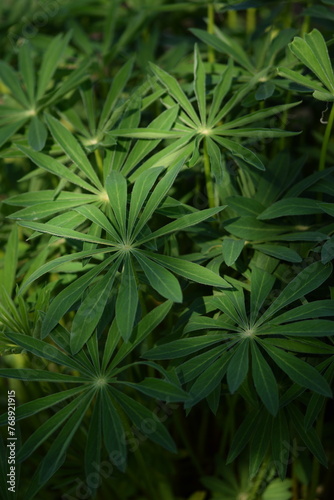 Spring green leaves of lupine  Lupinus polyphyllus  closeup  shadows leaves background.