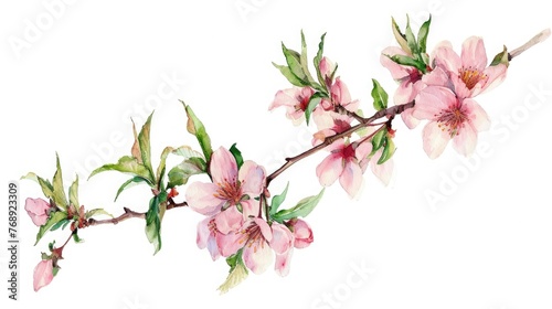 watercolor illustration of blooming peach tree branch  isolated on white background