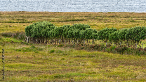 A row of small trees - Coastal Shrubbery on a Cloudy Day