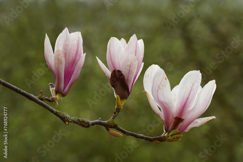 magnolia tree blossom magnolienbl  ten
