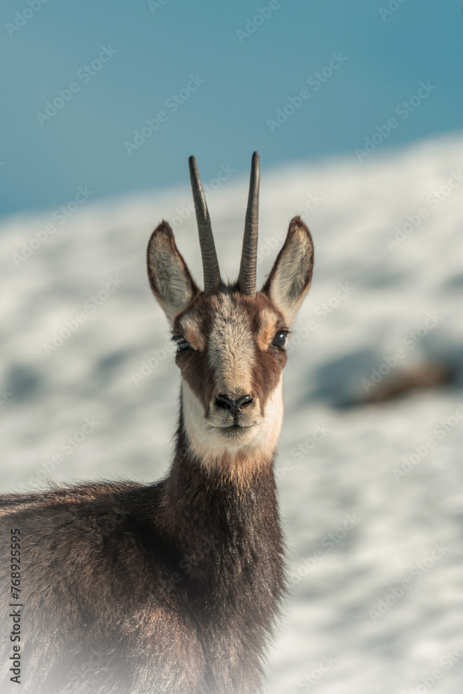 Close up portrait of female alpine chamois or wild mountain goat (Rupicapra rupicapra) against blurred snowy meadows and blue sky. Alps, Italy.