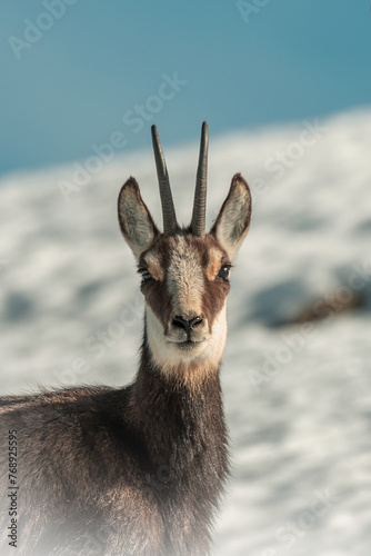 Obraz na płótnie Close up portrait of female alpine chamois or wild mountain goat (Rupicapra rupicapra) against blurred snowy meadows and blue sky. Alps, Italy. w salonie
