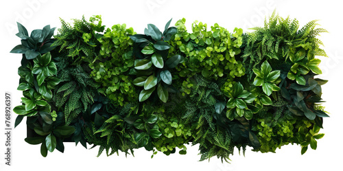 Green garden wall from tropical plants, cut out