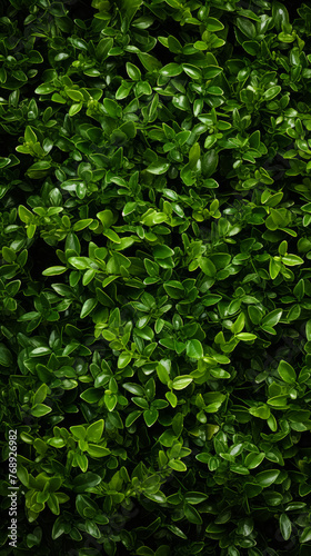 A close up of green leaves on a plant. The leaves are very green and appear to be healthy
