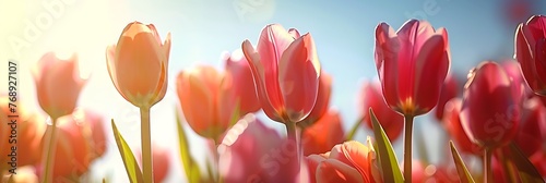 Captivating Field of Tulips Illuminated by Soft Sunlight, Tranquil Beauty in Nature photo
