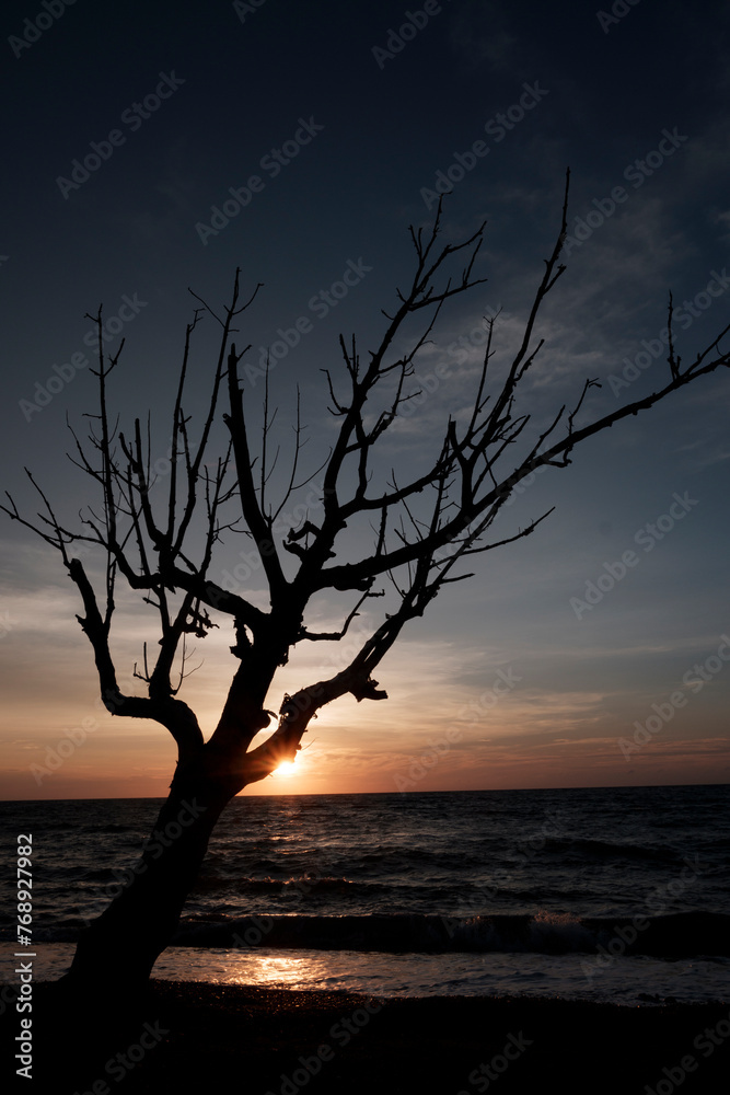 Dead tree it's alone at sunset. Dead tree it's alone at sunset.