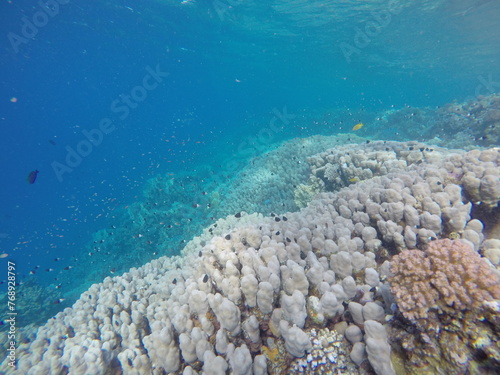 Porites nodifera, also known as dome coral, is a species of stony coral in the Poritidae family. It was first described by Carl Benjamin Klunzinger, a German physician and zoologist active in the Red  photo