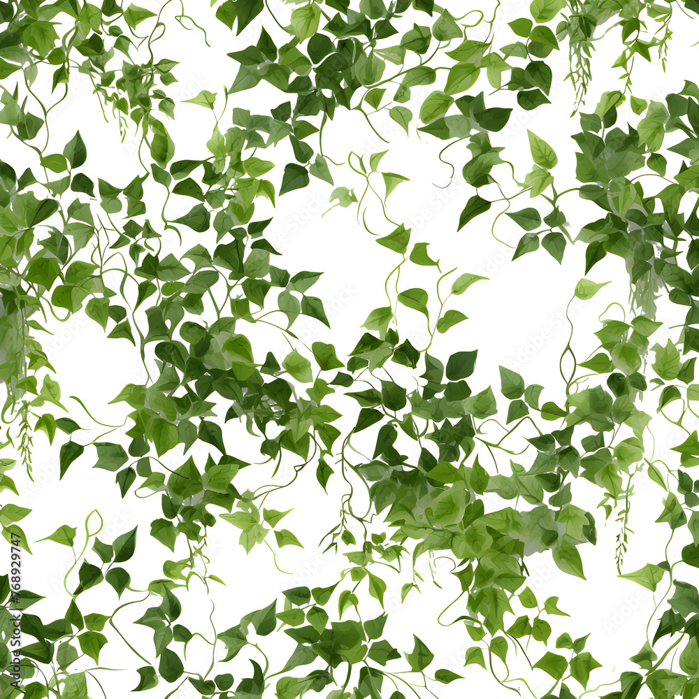 Climbing plant, vine, watercolor vector, isolated, garden ornamental, transparent background.