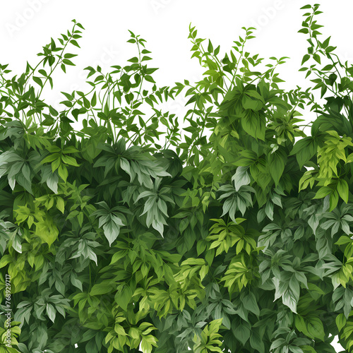 Wallpaper Mural Climbing plant, vine, watercolor vector, isolated, garden ornamental, transparent background. Torontodigital.ca