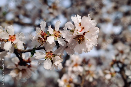 Cuadro en lienzo Flor del almendro